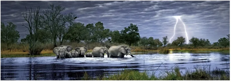 Alex Bernasconi : Troupeau d'éléphants