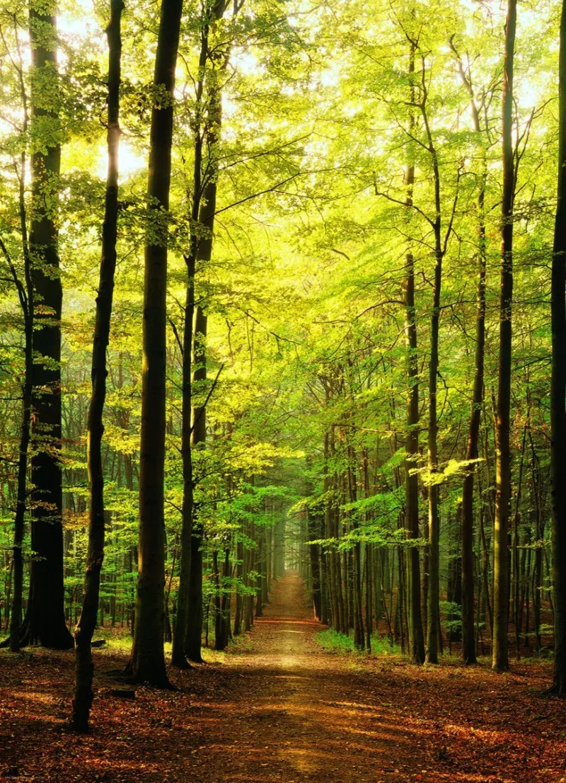Sous-Bois