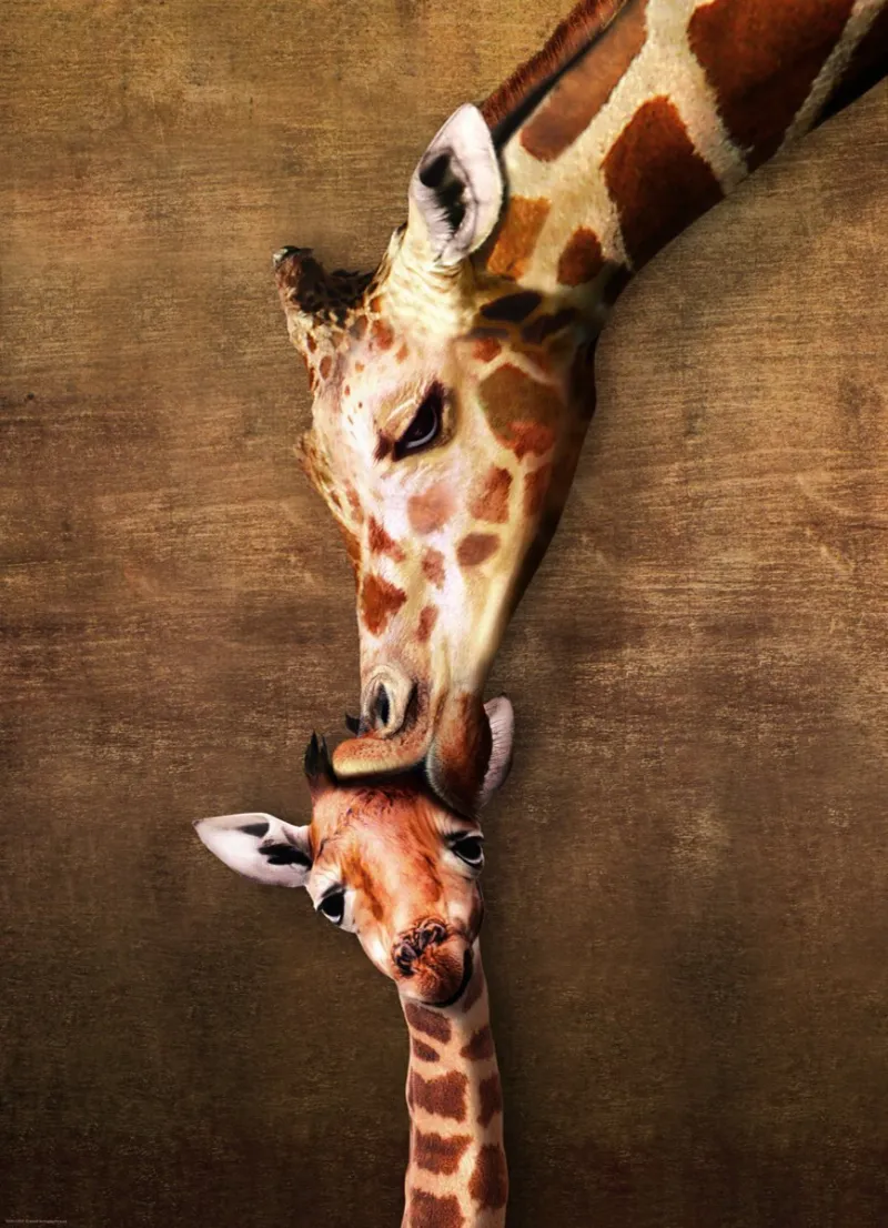 La maman girafe et son girafon