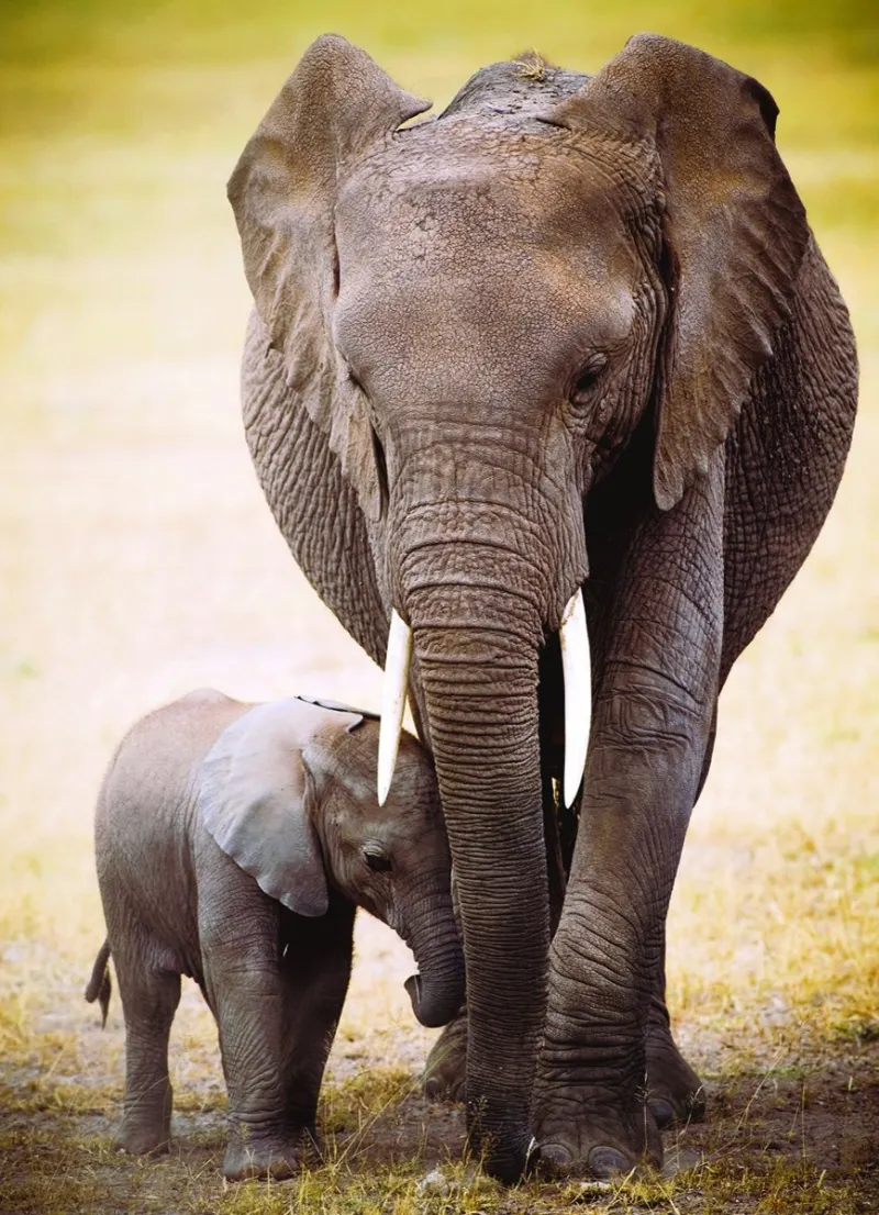 L'éléphant et l'éléphanteau