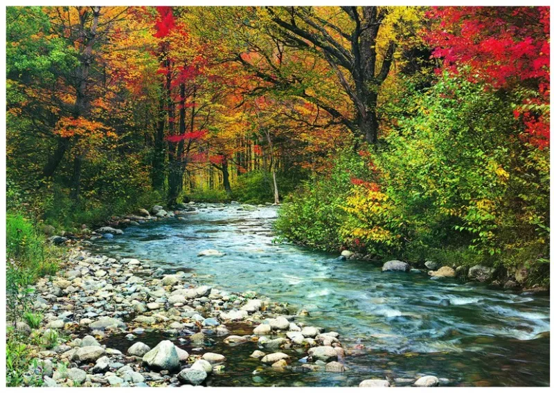 Cours d'eau dans la Forêt