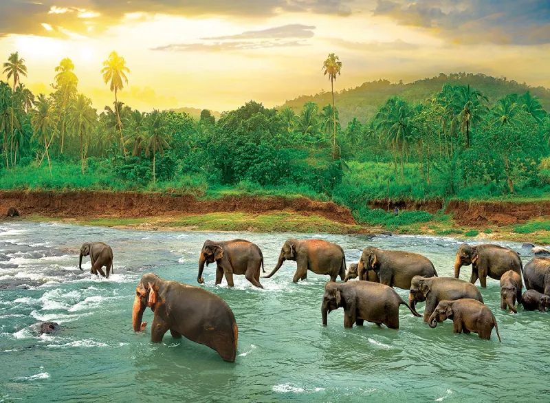 Save our Planet Collection - Forêt Tropicale