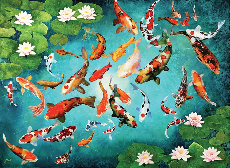 Carpes Koi Colorées