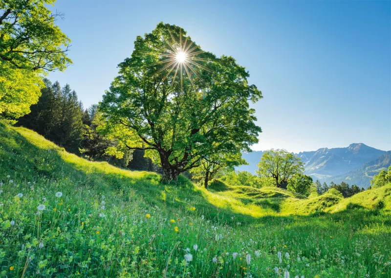 Érable Sycomore au Soleil - Saint-Gall, Suisse