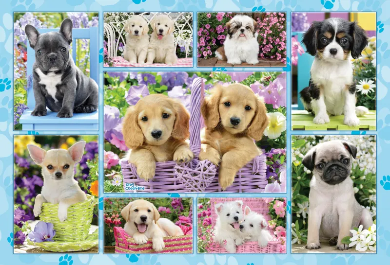 Chiots