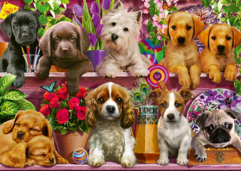 Chiens sur l'Etagère