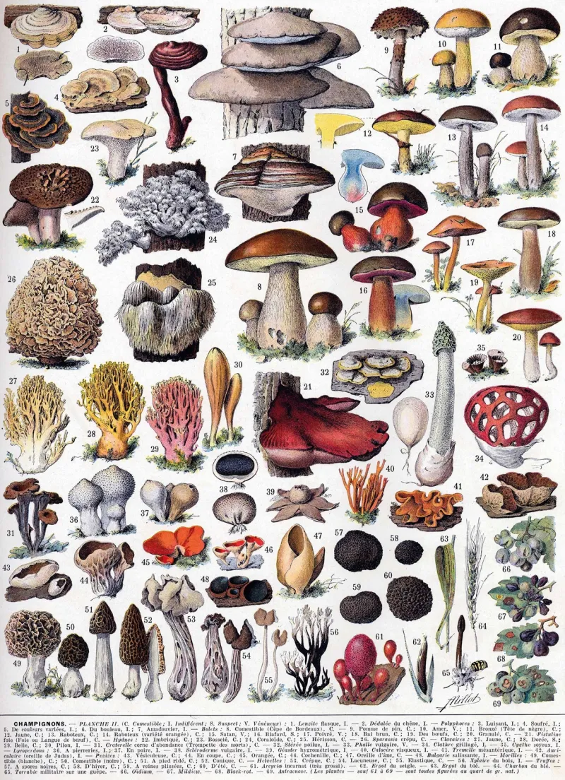 Puzzle en Bois Découpé à la Main - Les Champignons