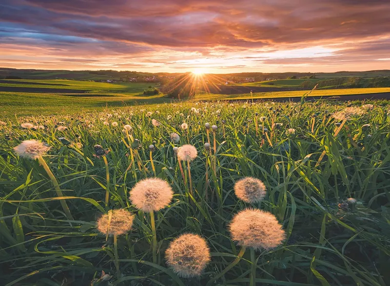 Nature Edition - Pissenlits au Coucher du Soleil