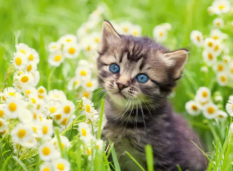 Chaton dans le Pré