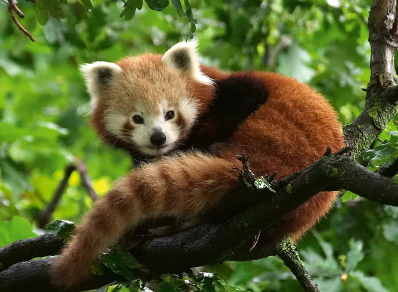 Panda Roux
