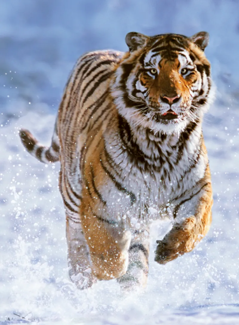 Tigre dans la Neige