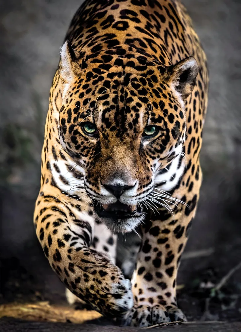Promenade Du Jaguar