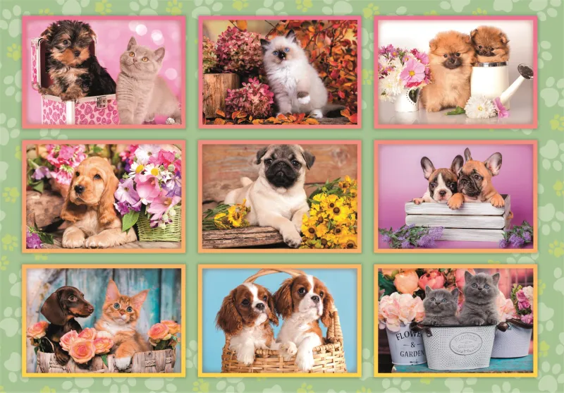 Collage de Chiots