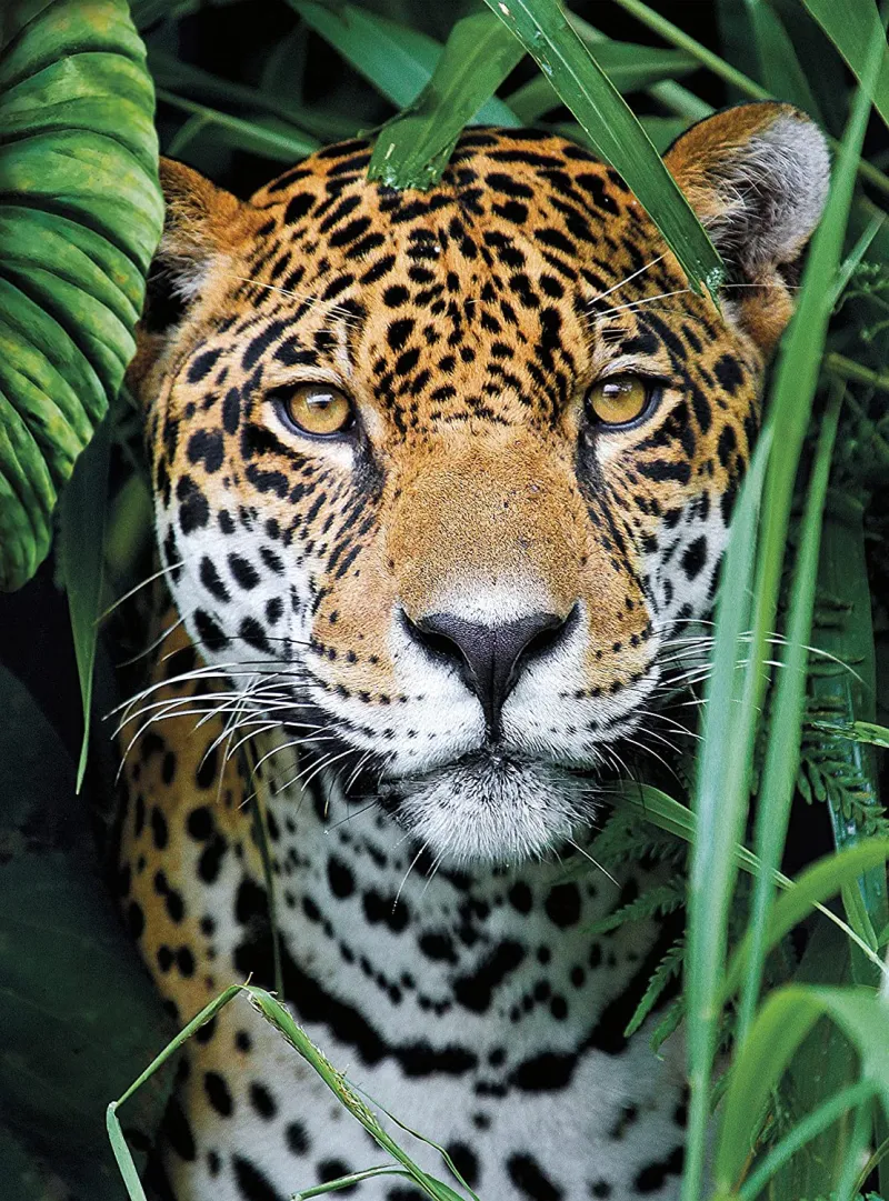 Jaguar dans la Jungle