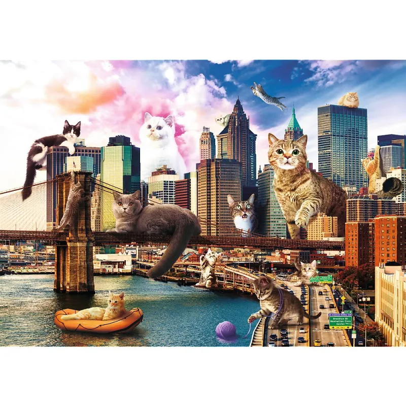 Kittens in New York