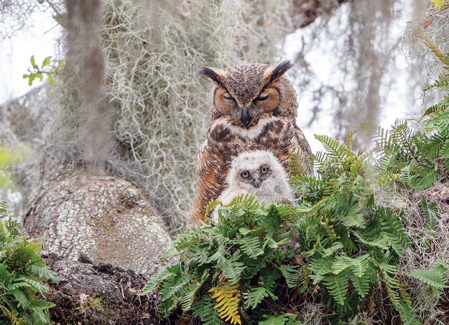 Great Horned Owl
