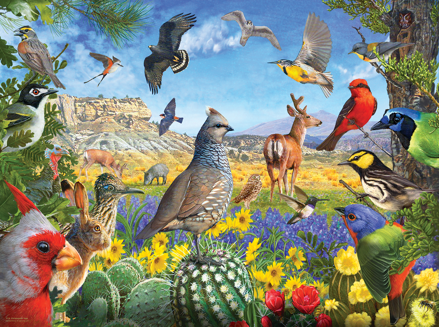 R. Christopher Vest - Texas Birds