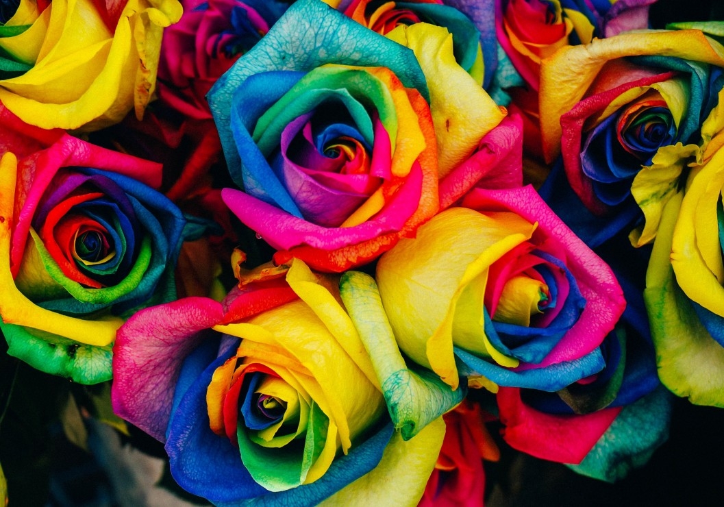 Roses Multicolores