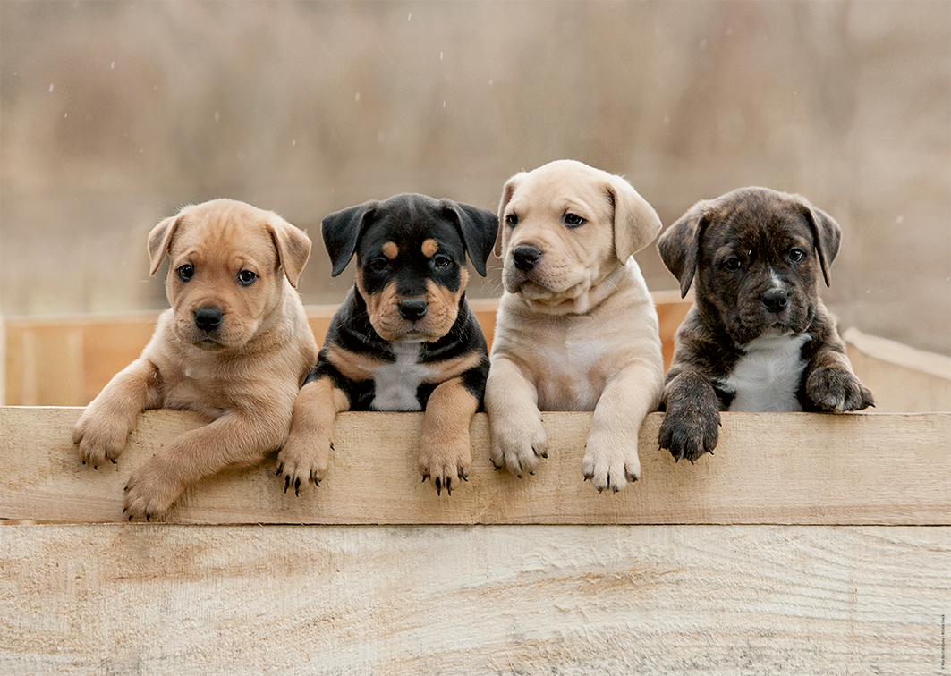 Les American Staffordshire Terriers