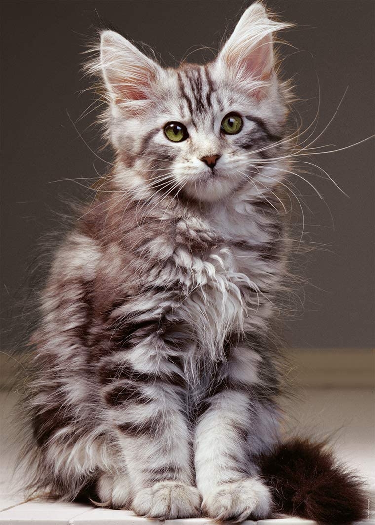Le Chaton