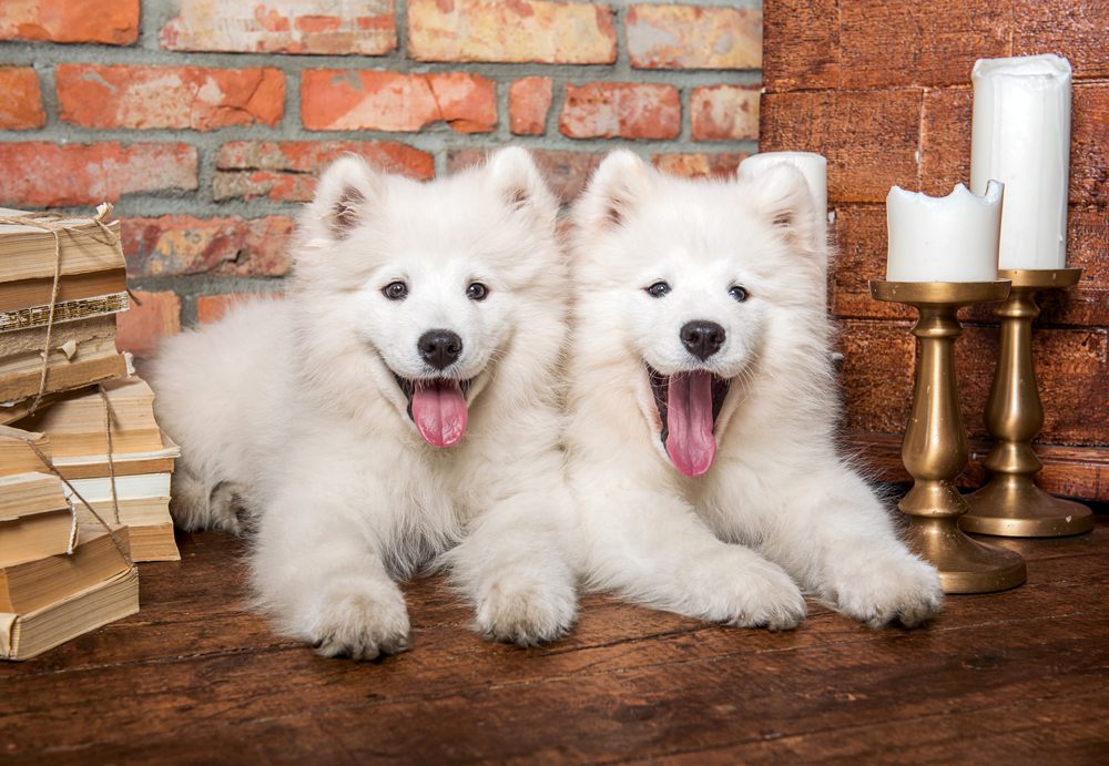 Les Chiots Samoyèdes Disent Bonjour