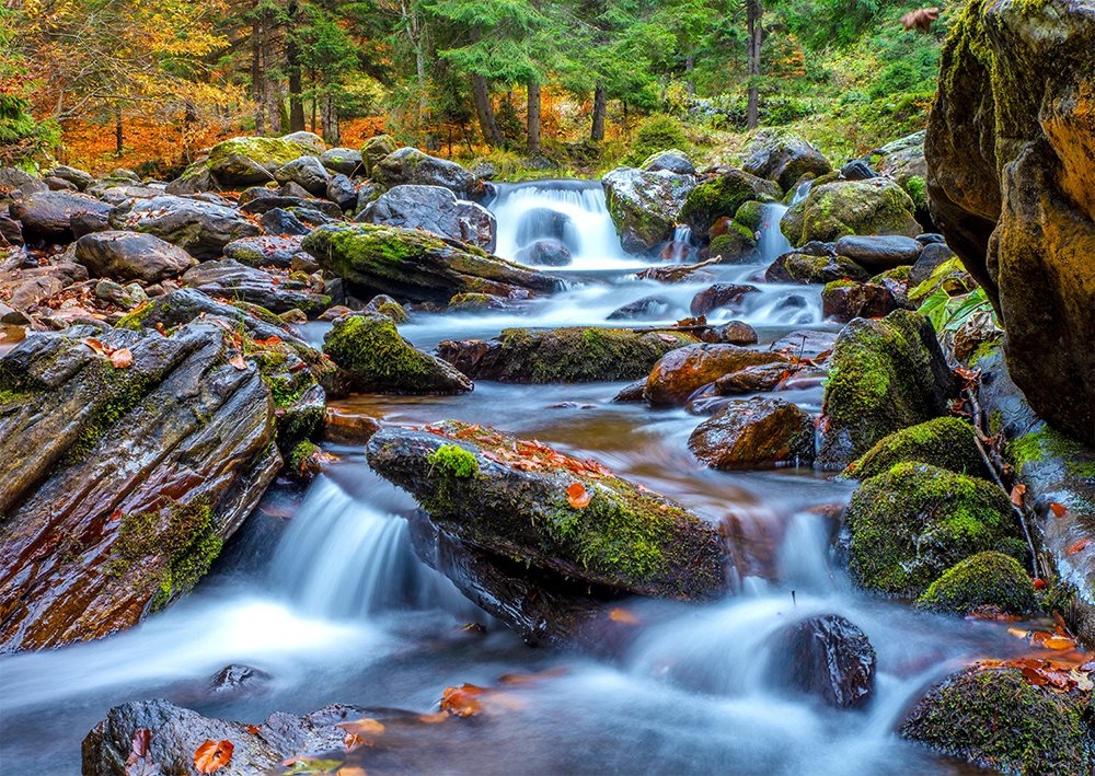 Forest Stream in Autumn