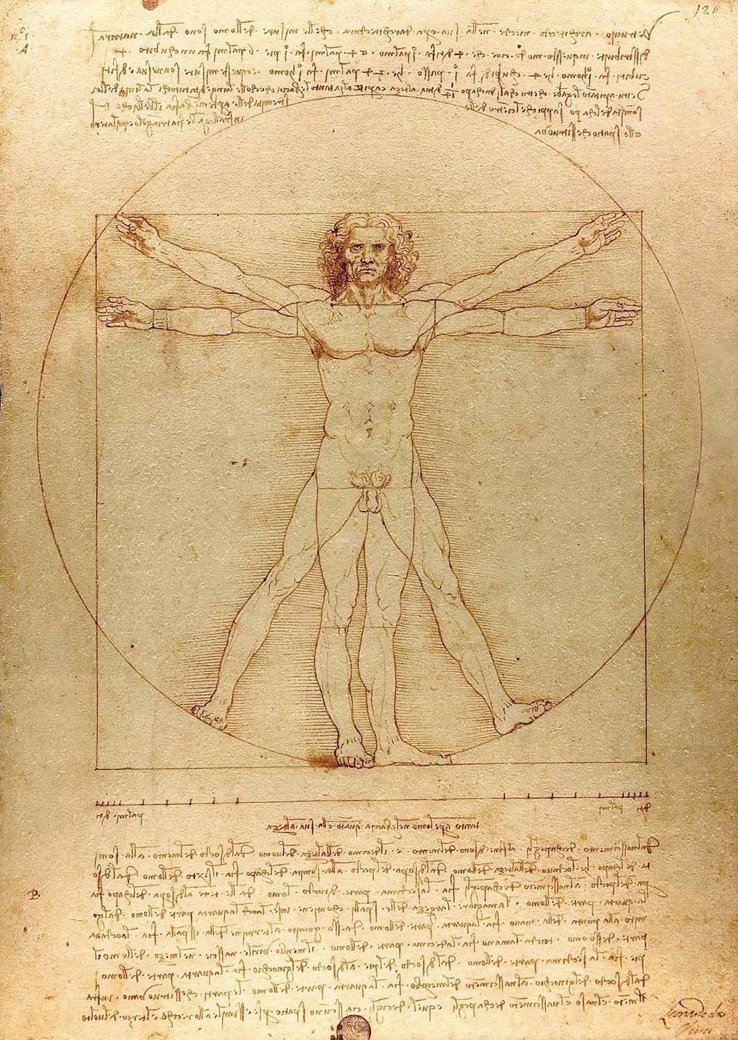 De Vinci - L'Homme de Vitruve