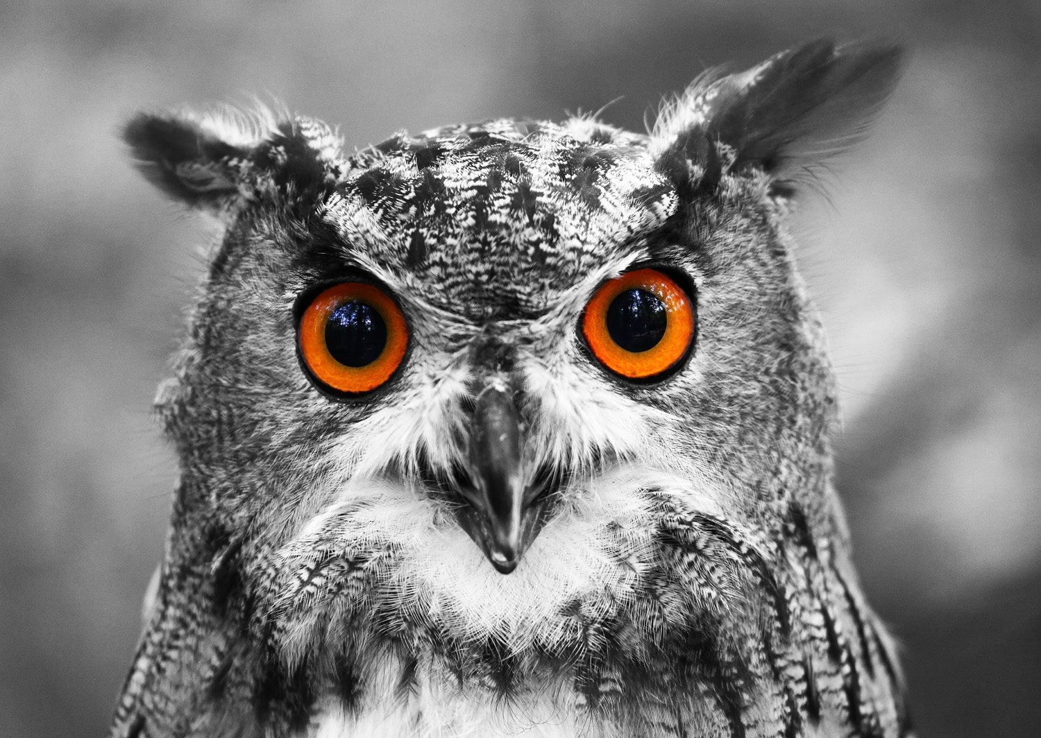 Hibou Curieux