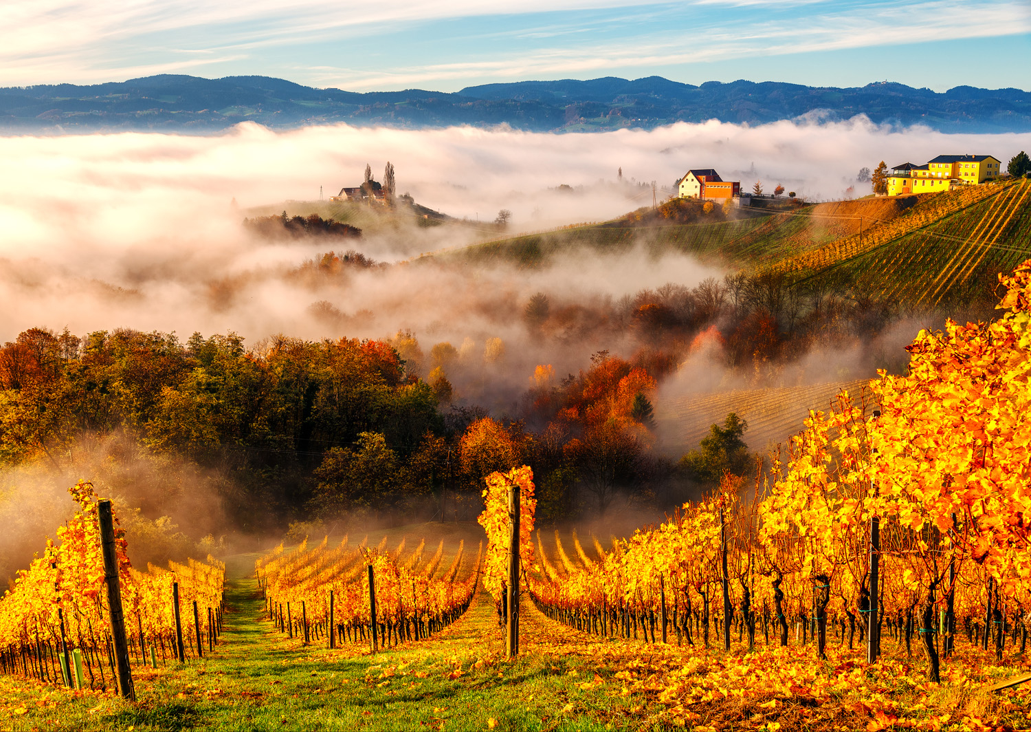 Dans les Vignobles