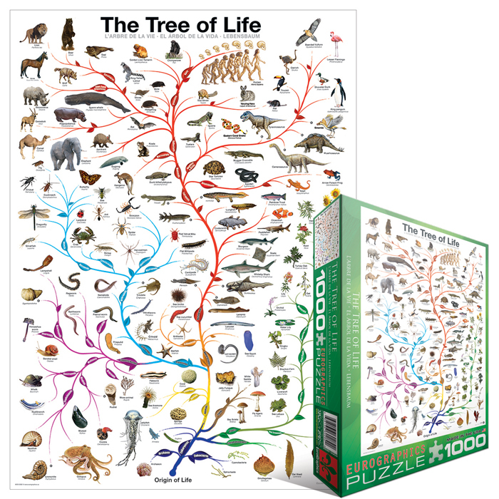 L'évolution - l'arbre de vie