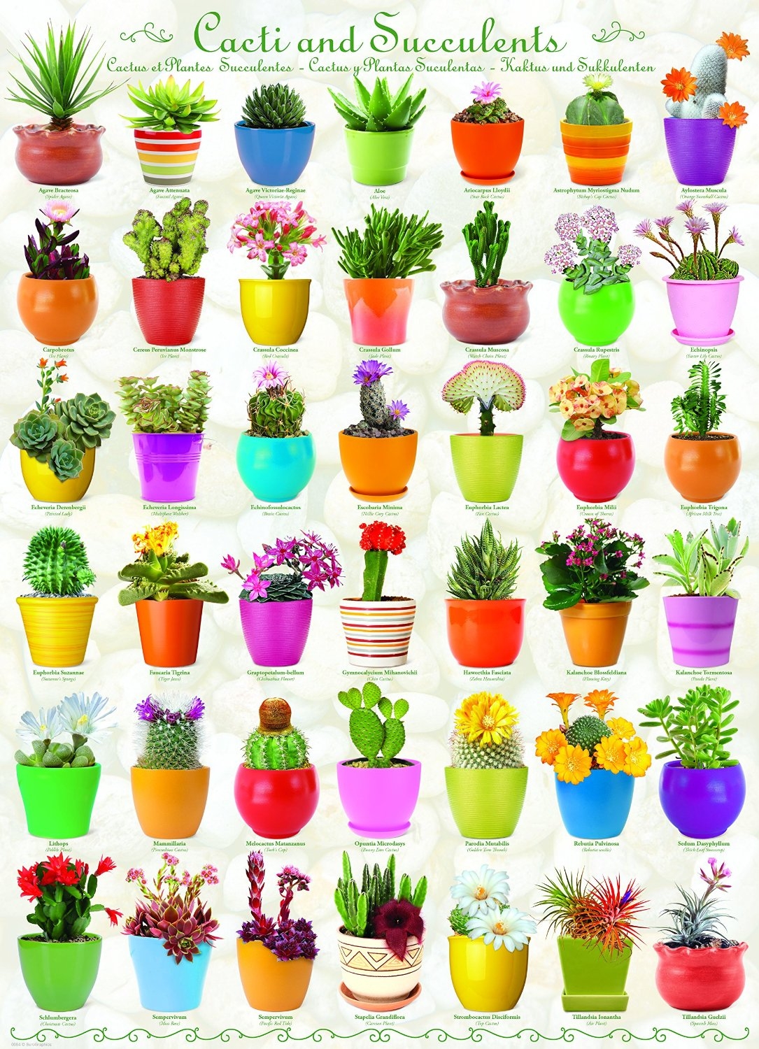 Cactus et Plantes Succulentes