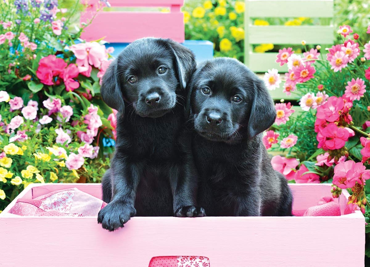 Pièces XXL - Labradors Noirs dans une Boîte Rose
