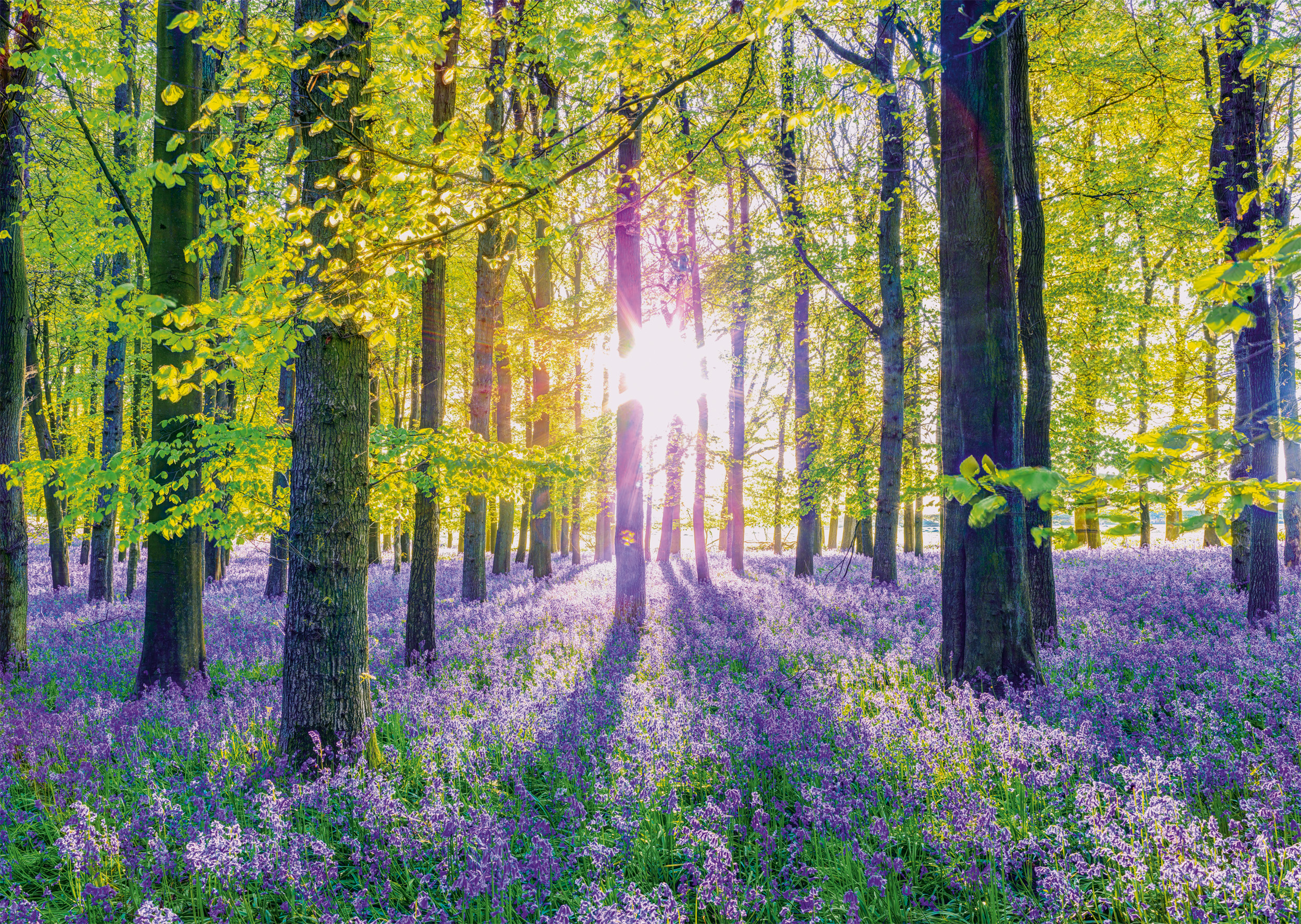 Tapis de Campanules dans les Bois