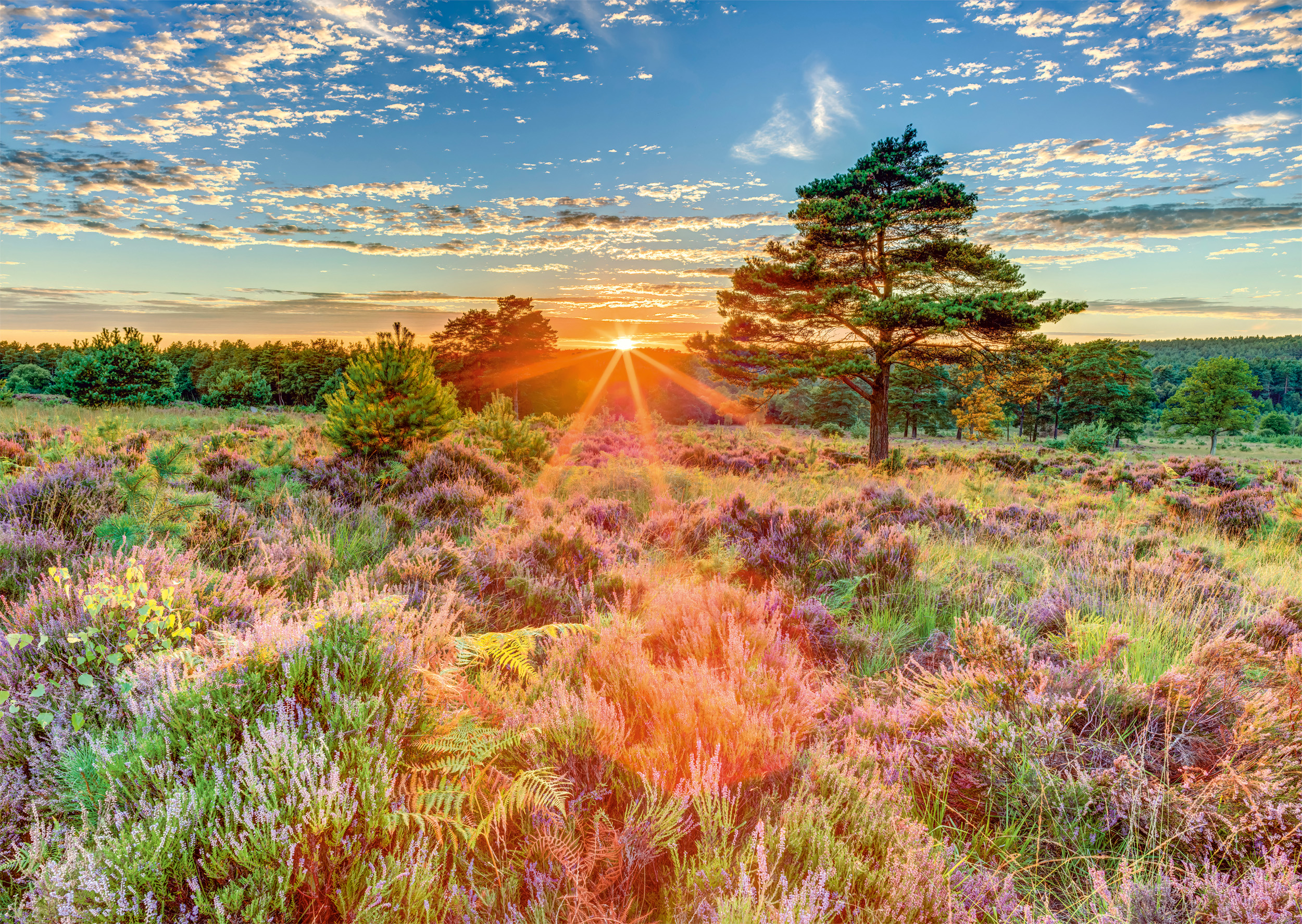 Crépuscule sur la Lande
