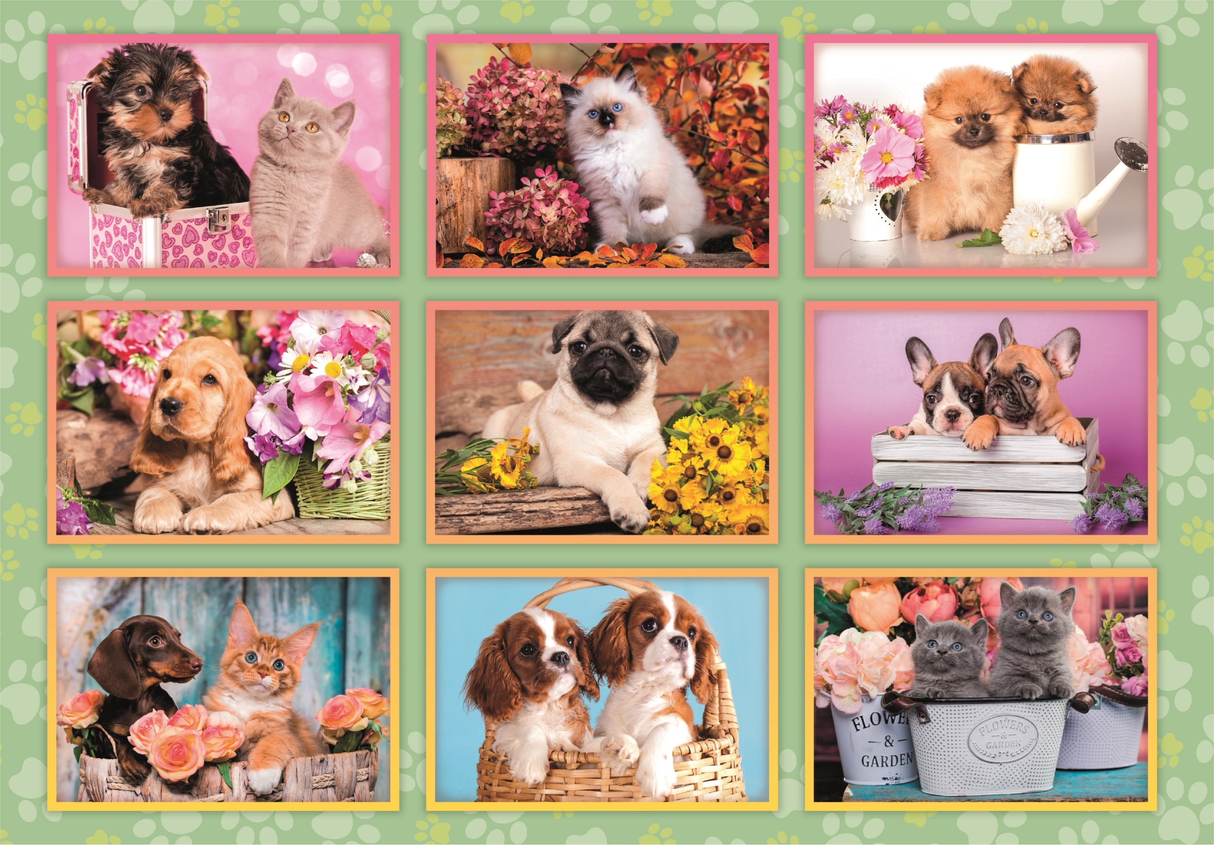 Collage de Chiots