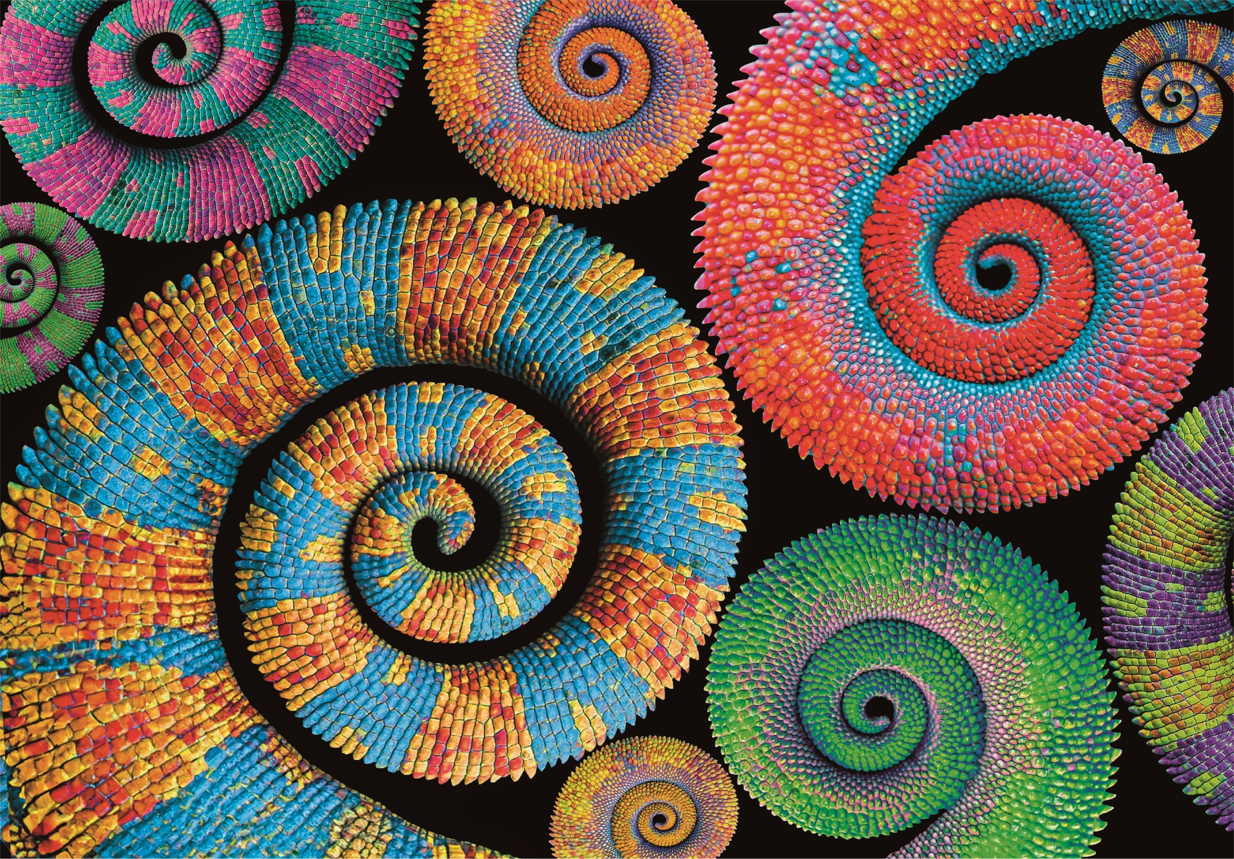 Colorboom - Queues Enroulées