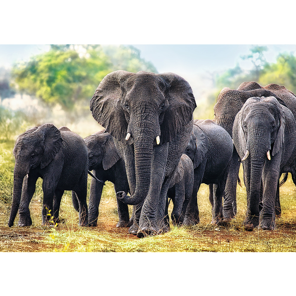 Éléphants africains