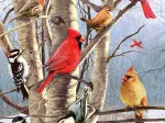 Oiseaux d'Hiver