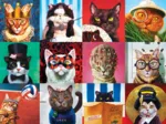 Funny Cats
