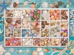 Collection de Coquillages