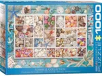 Collection de Coquillages