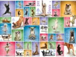 Yoga Dogs
