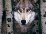 Loup Gris