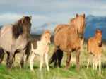 Famille de Chevaux
