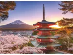 Cerisiers en Fleurs - Japon