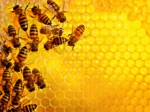 Abeilles