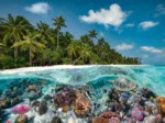 Une Plongée aux Maldives