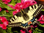 Papillon - Puzzle Highlight - Animaux Colorés