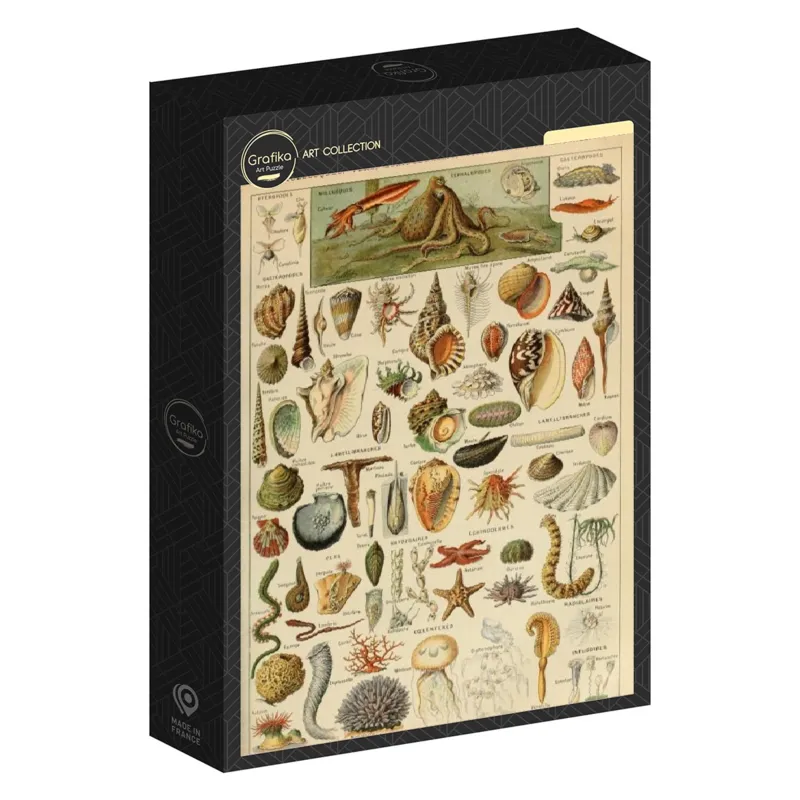 Illustration du Larousse pour Tous : Mollusques, XIXè Siècle