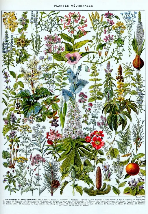 Illustration du Larousse : Les Plantes Médicinales